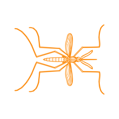 Animals Insects Asian Tiger Mosquito Tracing Svg Vector, Free Vectors File